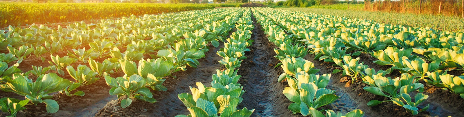 Alfa Farm Insurance